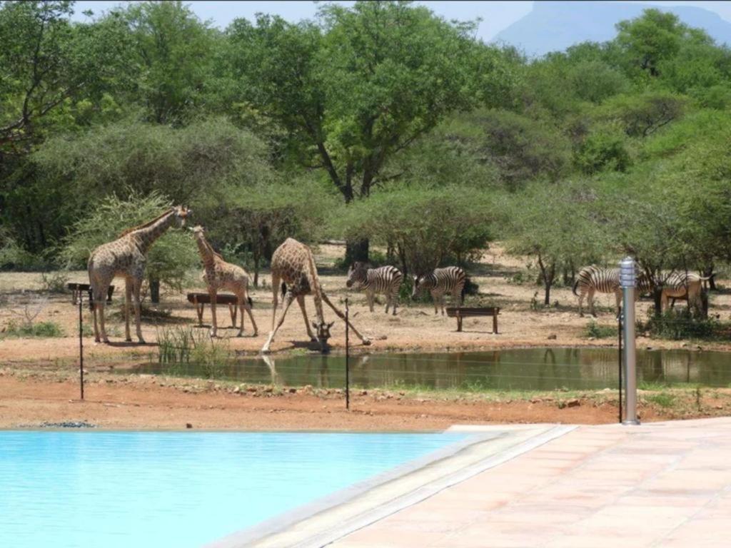 Thandolwami Bushlodge & Spa Hoedspruit Kültér fotó