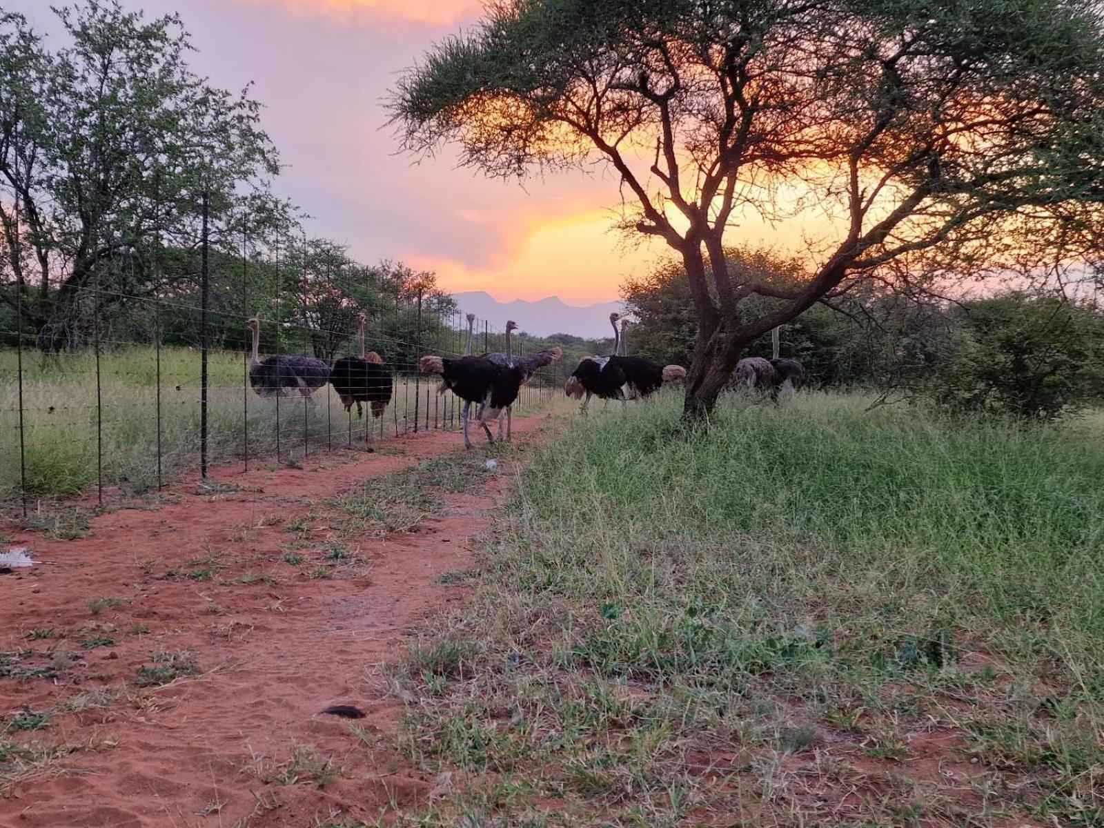 Thandolwami Bushlodge & Spa Hoedspruit Kültér fotó
