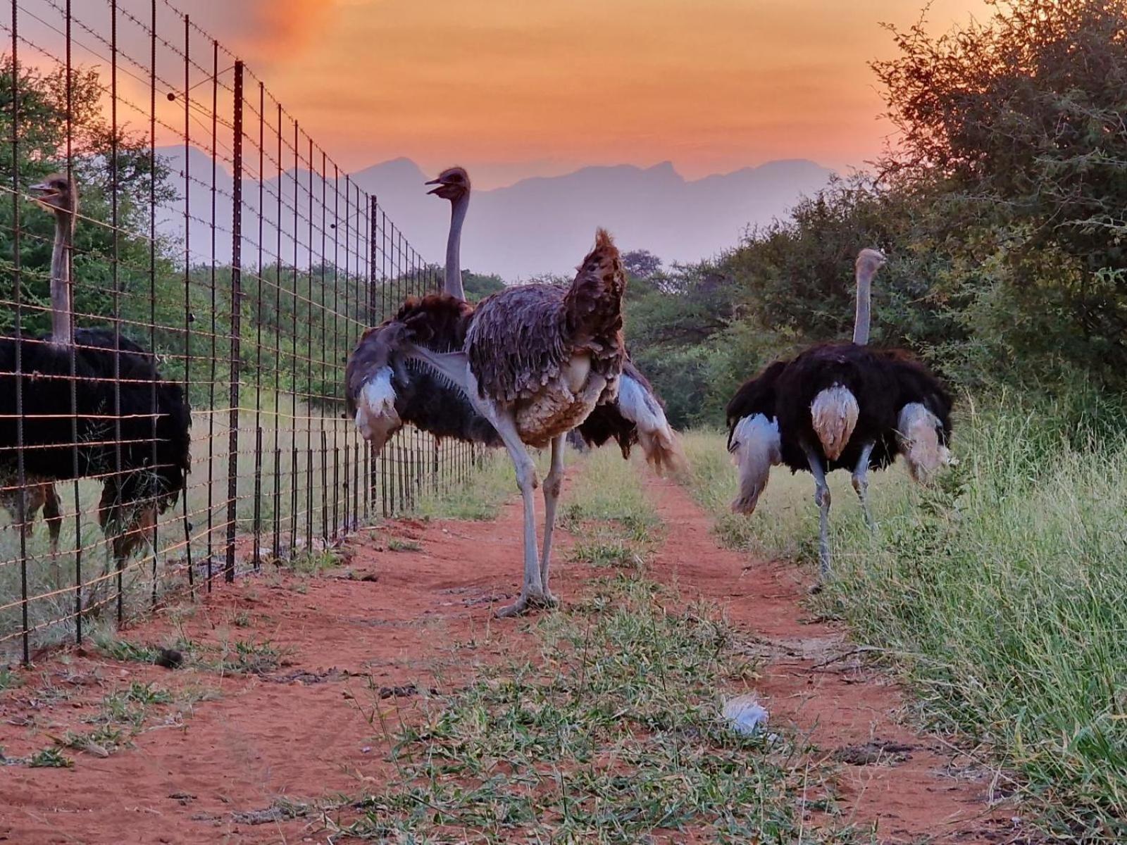 Thandolwami Bushlodge & Spa Hoedspruit Kültér fotó