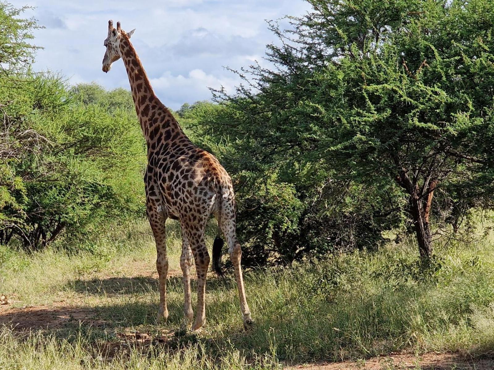 Thandolwami Bushlodge & Spa Hoedspruit Kültér fotó
