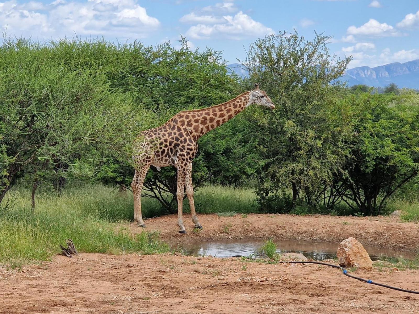 Thandolwami Bushlodge & Spa Hoedspruit Kültér fotó
